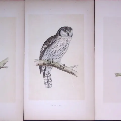 Job-Lot The Owl Family Mottled, Hawk, Little, Antique Birds Engravings-1