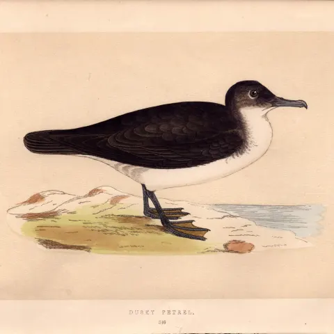 Dusky Petrel Rev Morris 1857 Antique History of British Birds Engraving.