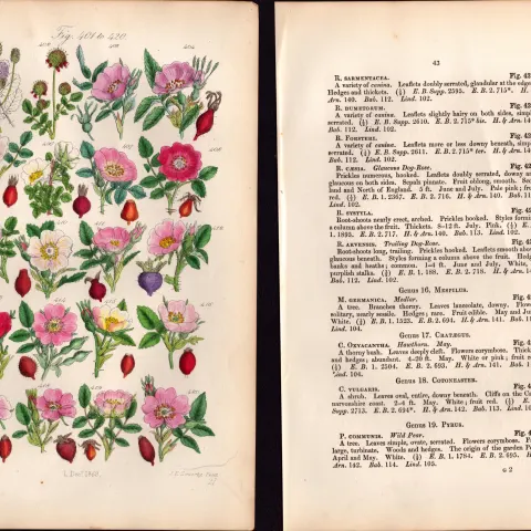 Sowerby Antique Cinnamon Rose, Irish Rose, Apple Rose, Sweet Briar, Dog Rose-21--Set-2.