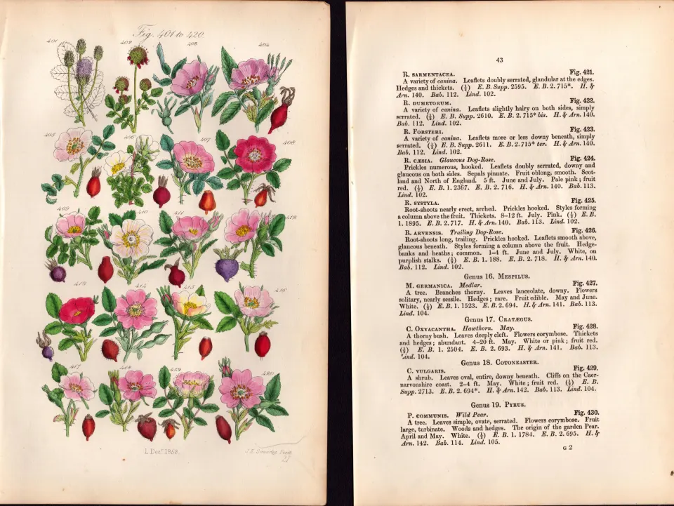 Sowerby Antique Cinnamon Rose, Irish Rose, Apple Rose, Sweet Briar, Dog Rose-21--Set-2.