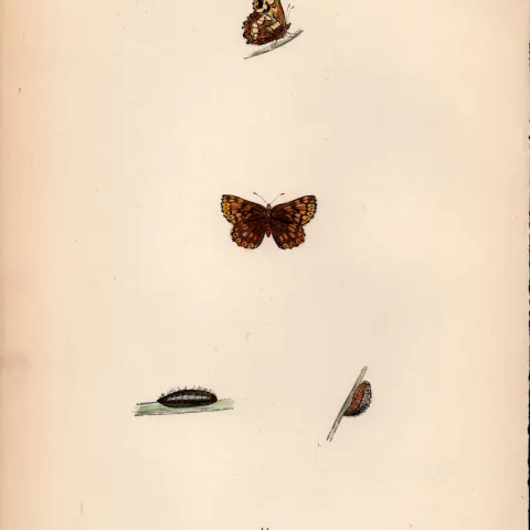 Duke Of Burgundy Hand Coloured Antique Butterfly Plate Rev Morris-115.