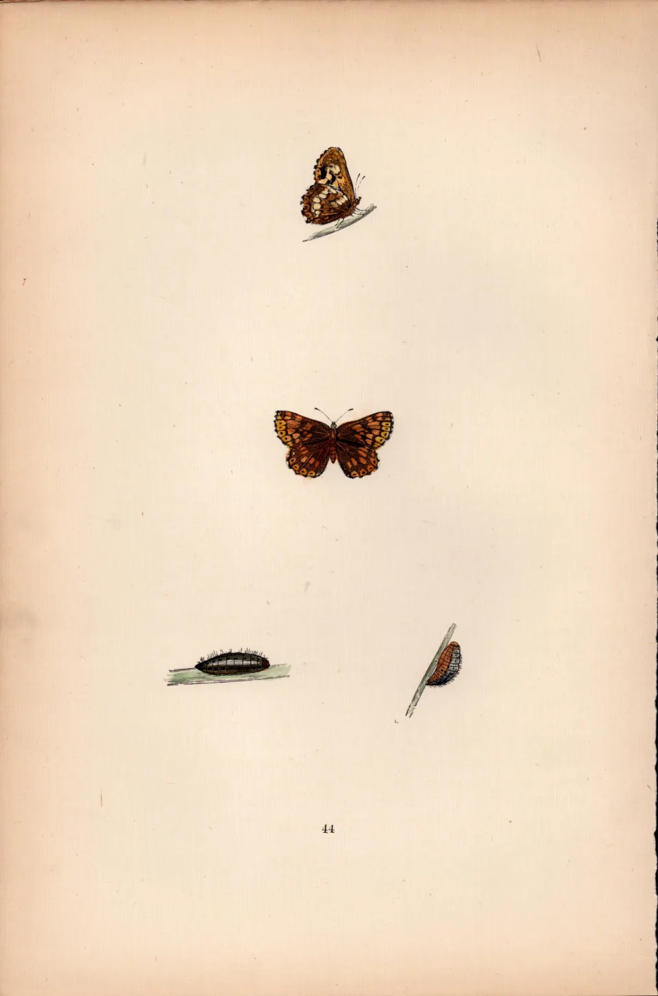 Duke Of Burgundy Hand Coloured Antique Butterfly Plate Rev Morris-115.