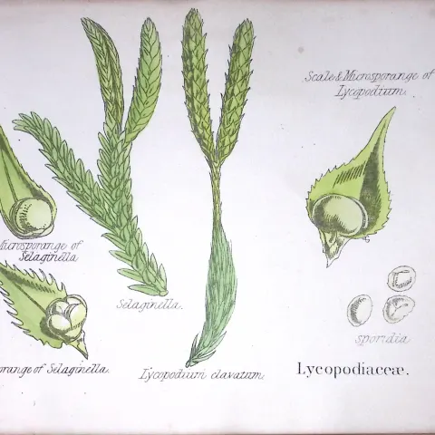 Lycopodiaceae Botanical Flower Diagram Rare Antique First Edition Illustration-105