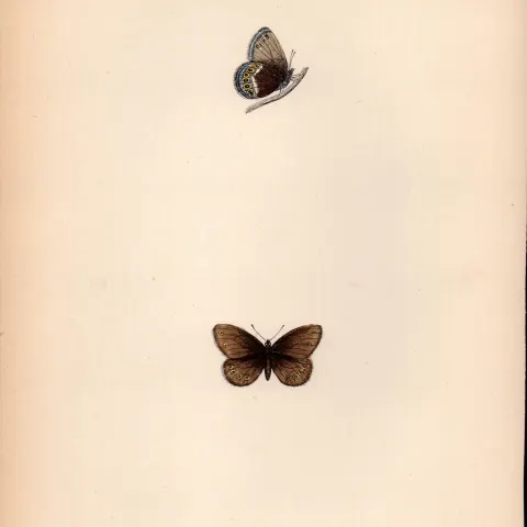 Silver Bordered Ringlet Coloured Antique Butterfly Plate Rev Morris-69.
