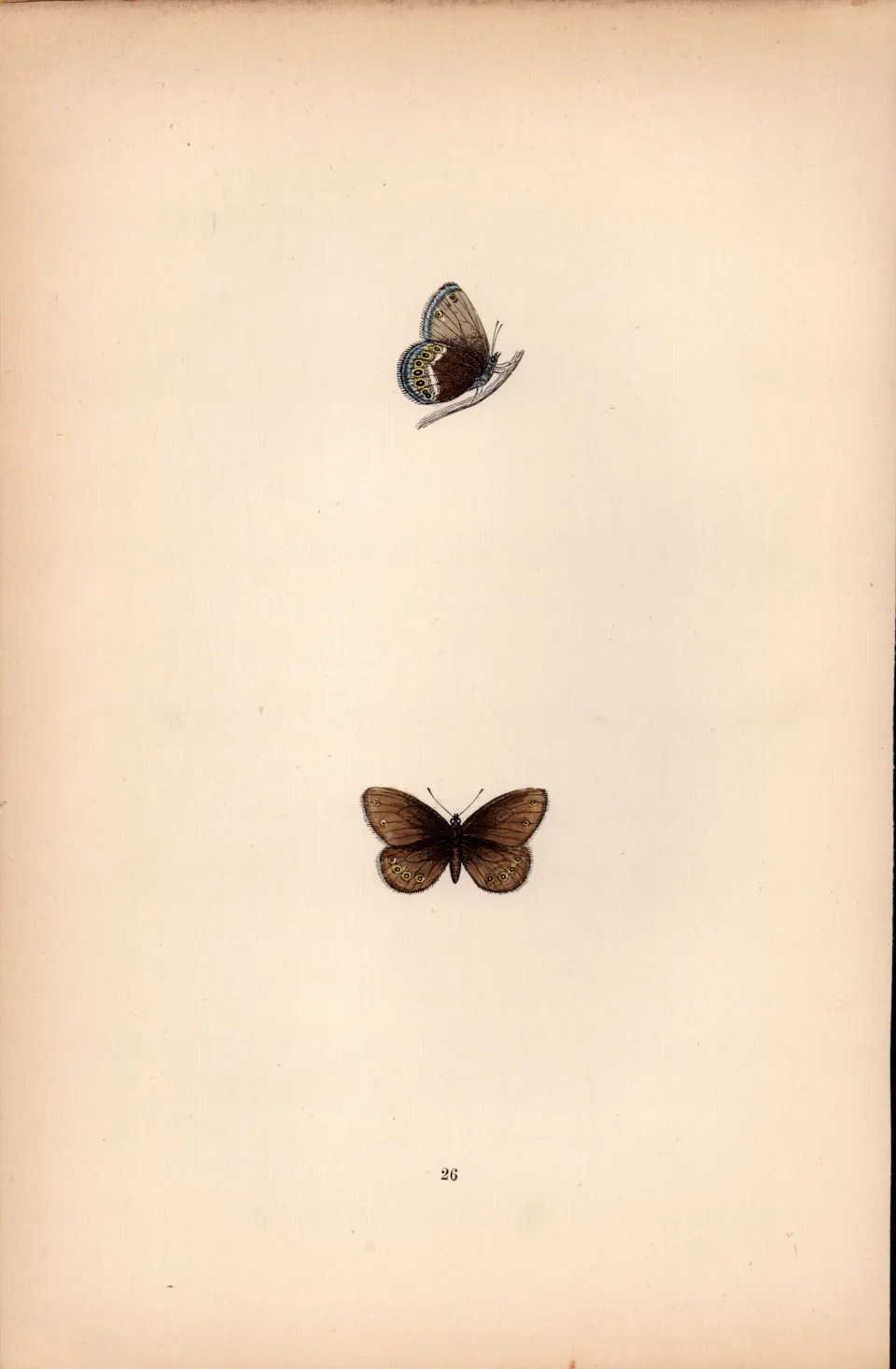 Silver Bordered Ringlet Coloured Antique Butterfly Plate Rev Morris-69.