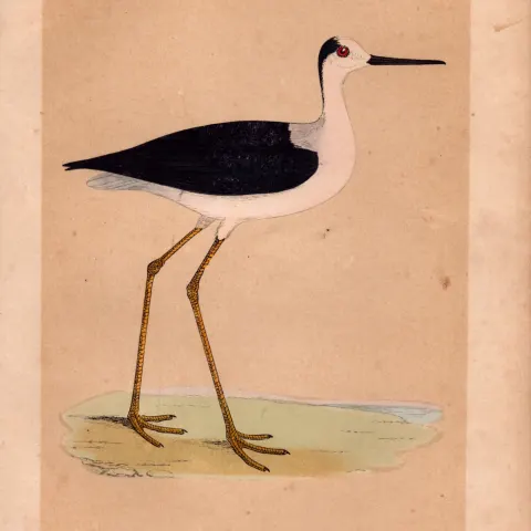Stint Rev Morris Antique History of British Birds Engraving.