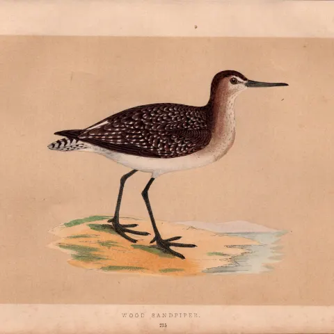 Wood Sandpiper Rev Morris Antique History of British Birds Engraving.