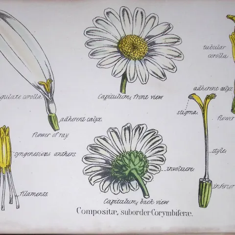 The Daisy Family Botanical Flower Diagram Rare Antique First Edition Illustration-50