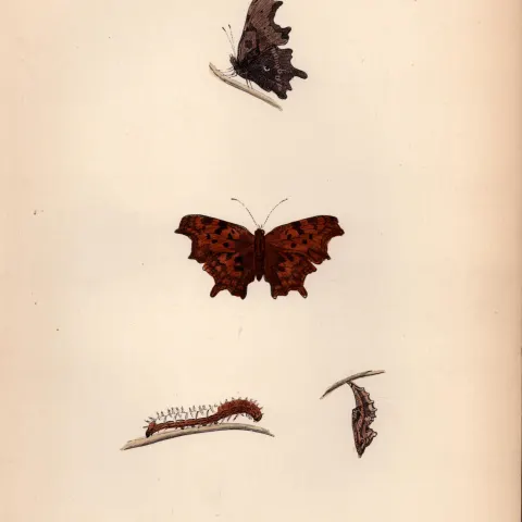 Comma Hand Coloured Antique Butterfly Plate Rev Morris-92.