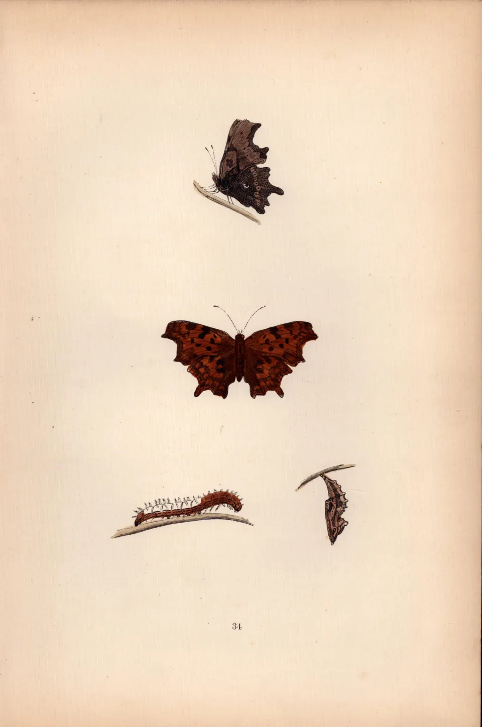 Comma Hand Coloured Antique Butterfly Plate Rev Morris-92.