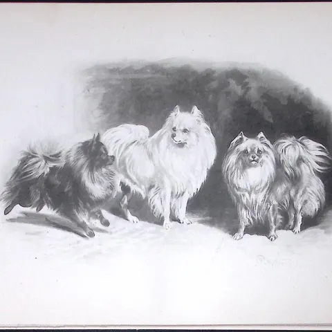 Pomeranians Antique Book Plate Rawdon Lee Modern Dogs 1894-19