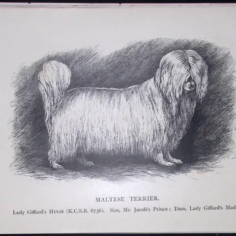 Maltese Terrier British Dogs by Hugh Dalziel 1889 Antique Book Plate-68