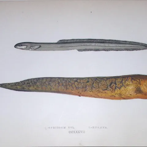 Ophidium & Muraena Eel Fish Scarce Antique 1877 J. Couch Woodblock Engraving-147
