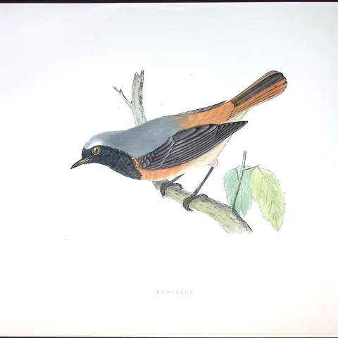 Redstart Rev Morris Antique History of British Birds 130 Years-Old Engraving-100