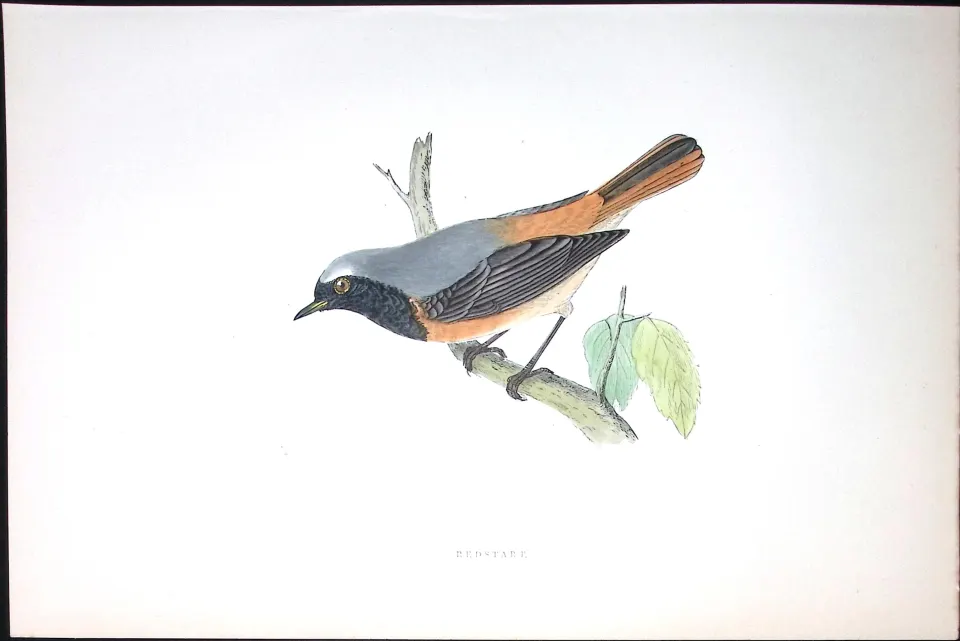 Redstart Rev Morris Antique History of British Birds 130 Years-Old Engraving-100