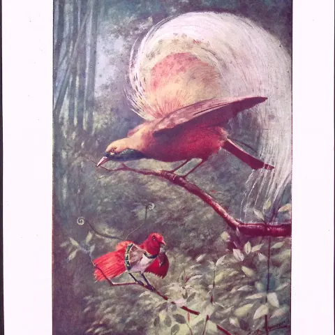 Glossy Starlings & Bird of Paradise Antique Double-Sided Colour Plate-63
