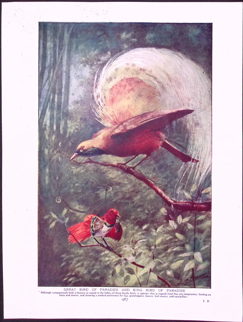 Glossy Starlings & Bird of Paradise Antique Double-Sided Colour Plate-63