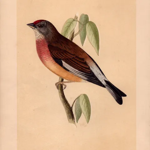Linnet  Rev Morris Antique History of British Birds Engraving.