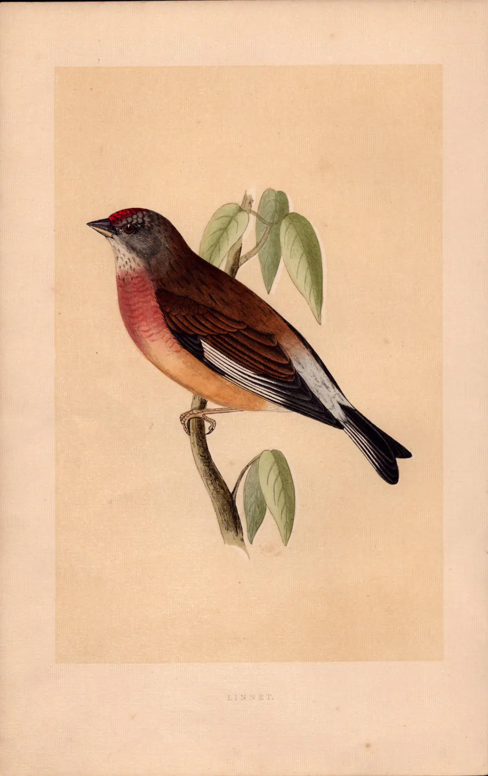 Linnet  Rev Morris Antique History of British Birds Engraving.