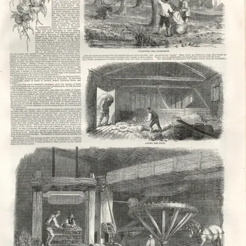 Cider Making In Devonshire 1850 Antique Newspaper.