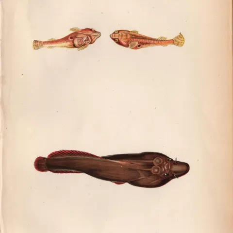 Double Spotted & Cornish Sucker Antique Johnathan Couch Fish Engraving.