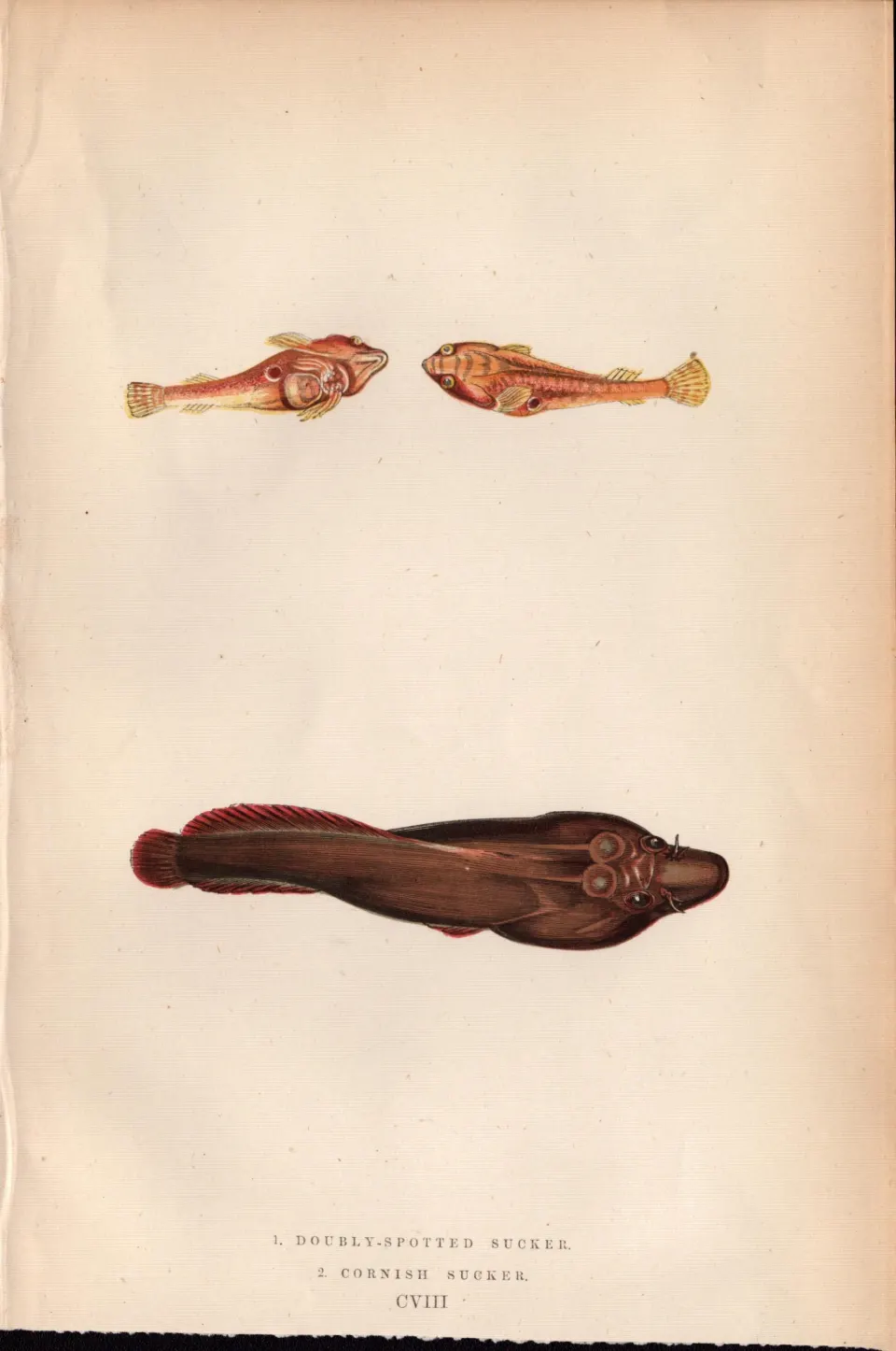 Double Spotted & Cornish Sucker Antique Johnathan Couch Fish Engraving.