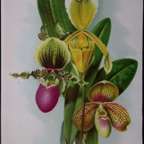 Cypripediums Orchids Antique Edwardian Robert Thompson Print-18
