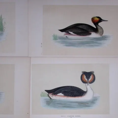 Job-Lot The Grebe Family Rev Morris Antique Coloured Birds Engravings-23.