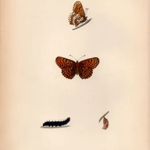 Glanville Fritillary Coloured Antique Butterfly Plate Rev Morris-118.