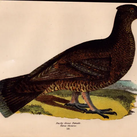 Alexander Wilson Rare American Birds Dusky Grouse Female Book Plate-18.