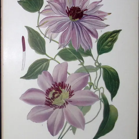 Clematis Varieties Edward Step Rare Antique Flower Book Plate-1