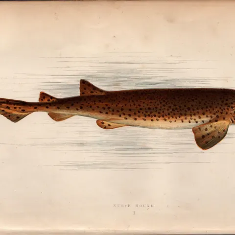 Nurse Hound Shark 1869 Antique Johnathan Couch Coloured Engraving.