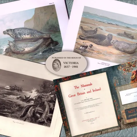 Job-Lot J.G. Millais Rare Limited-Edition Seal Family Species Antique Prints-11