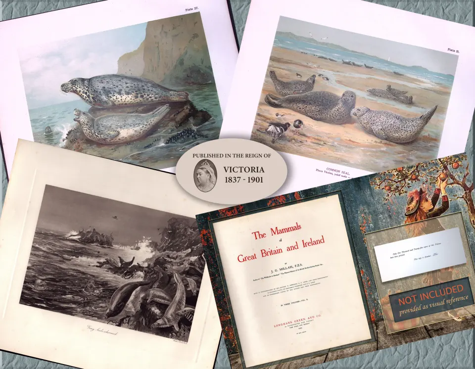 Job-Lot J.G. Millais Rare Limited-Edition Seal Family Species Antique Prints-11
