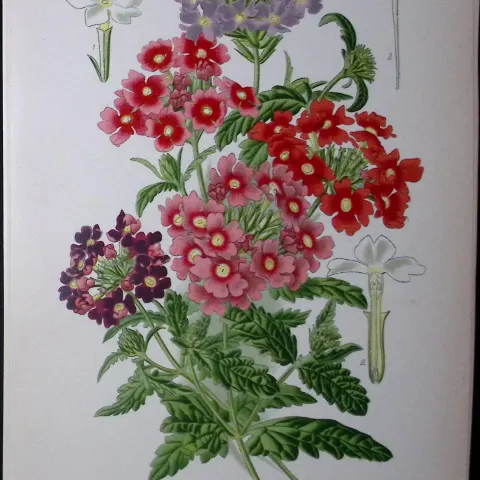 Bedding Verbenas Edward Step Rare Antique Botanical Book Plate-221