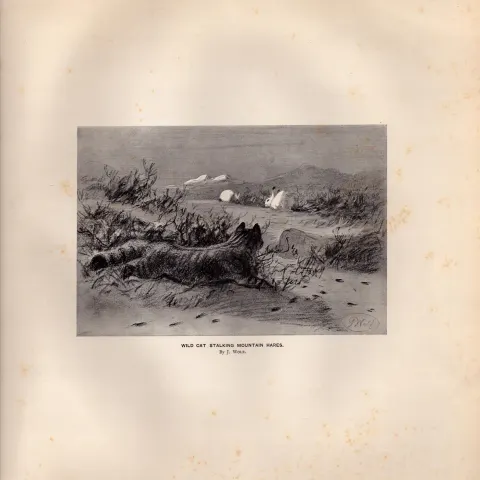 Wild Cat Stalking Mountain Hares Rare Limited-Edition Antique Print-52.