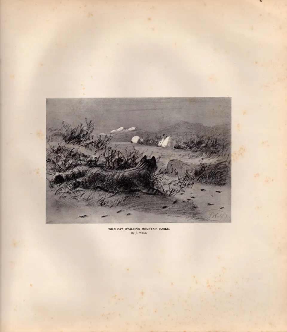 Wild Cat Stalking Mountain Hares Rare Limited-Edition Antique Print-52.