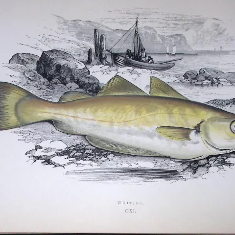 Whiting Fish Scarce Antique 1877 J. Couch Woodblock Engraving-86
