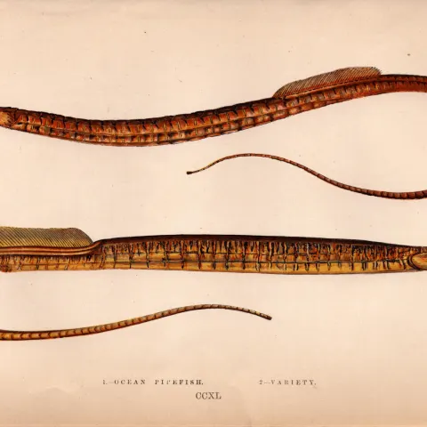 Ocean & Variety Pipefish Antique Johnathan Couch Coloured Engraving.