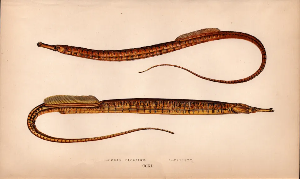 Ocean & Variety Pipefish Antique Johnathan Couch Coloured Engraving.