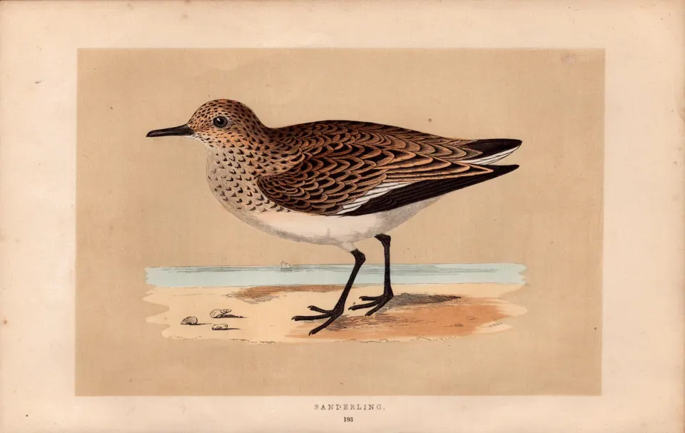 Sanderling Rev Morris Antique History of British Birds 170 Years-Old Engraving.