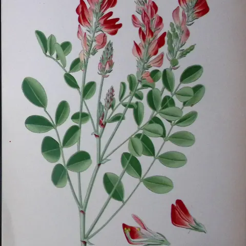 French Honeysuckle Edward Step Rare Antique Botanical Book Plate-68