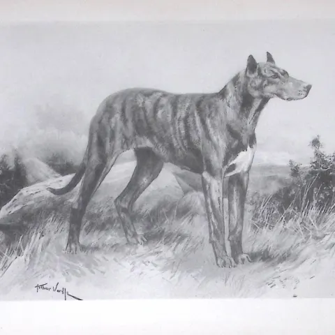 Great Dane Antique Book Plate Rawdon Lee Modern Dogs 1893-33