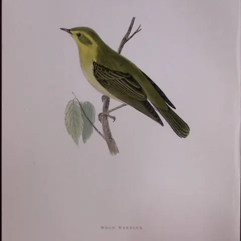 Wood Warbler Rev Morris Antique History of British Birds 130 Years-Old Engraving-124