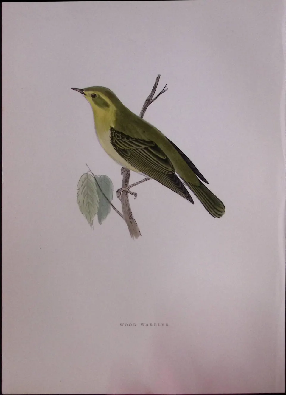 Wood Warbler Rev Morris Antique History of British Birds 130 Years-Old Engraving-124