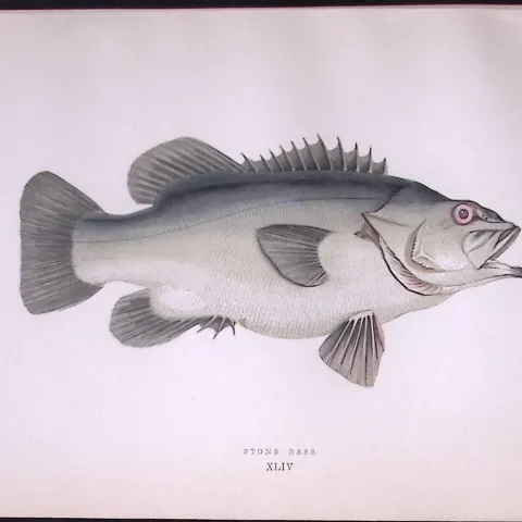 Stone Bass Fish Scarce Antique 1877 J. Couch Woodblock Engraving-45
