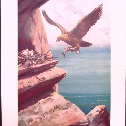 The Golden Eagle & the King Condor Antique Double-Sided Colour Plate-62