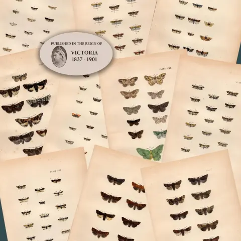 Job Lot Rev Morris British Moths 1896 Antique Hand-Coloured Lithographs -9.