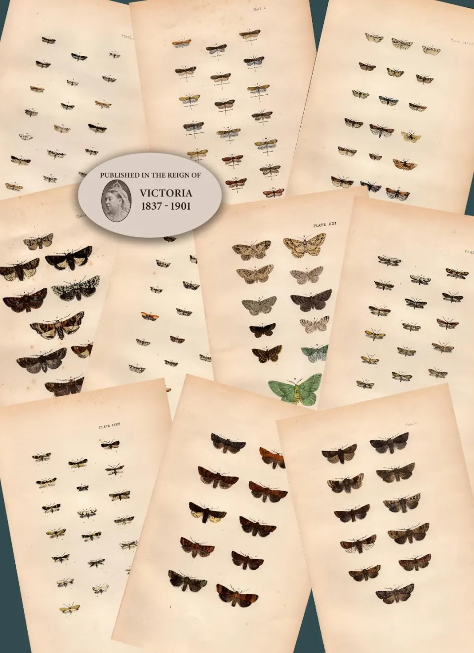 Job Lot Rev Morris British Moths 1896 Antique Hand-Coloured Lithographs -9.