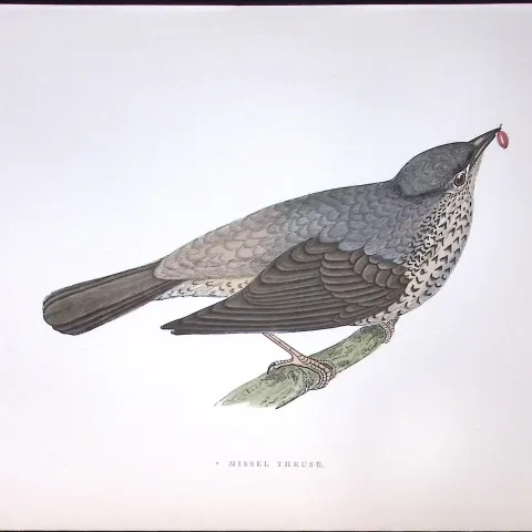 Missel Thrush Rev Morris History of British Birds 130 Yrs-Old AntiqueEngraving-85